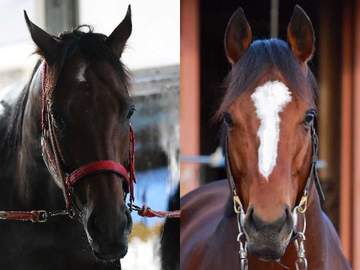 ワールドベストレースホースランキング 日本馬はフォーエバーヤングら4頭がランクイン トップ2頭は変動なし