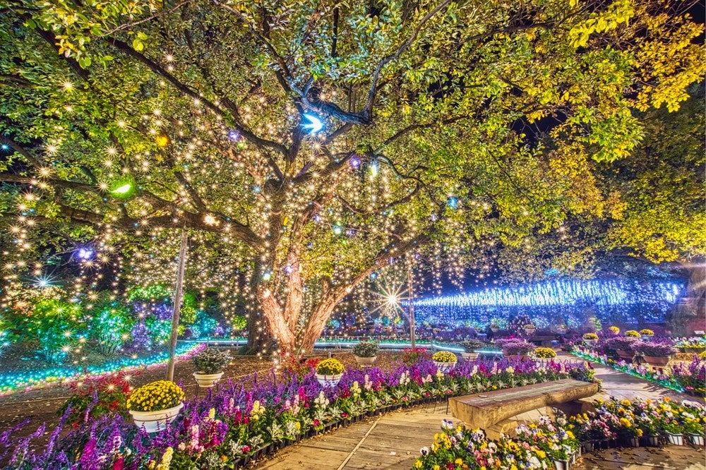 あしかがフラワーパーク 光の花の庭 Flower Fantasy21 500万球輝く花と光の芸術 女子旅プレス