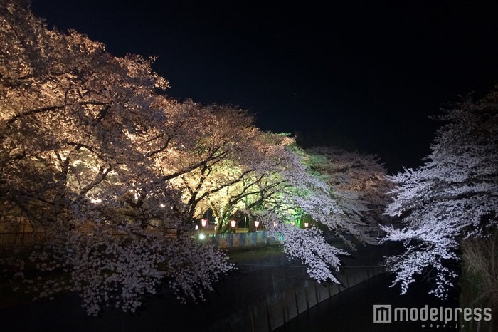 としまえん桜まつり 桜500本の下でお花見 イルミ鑑賞 夜桜デートもできる 女子旅プレス