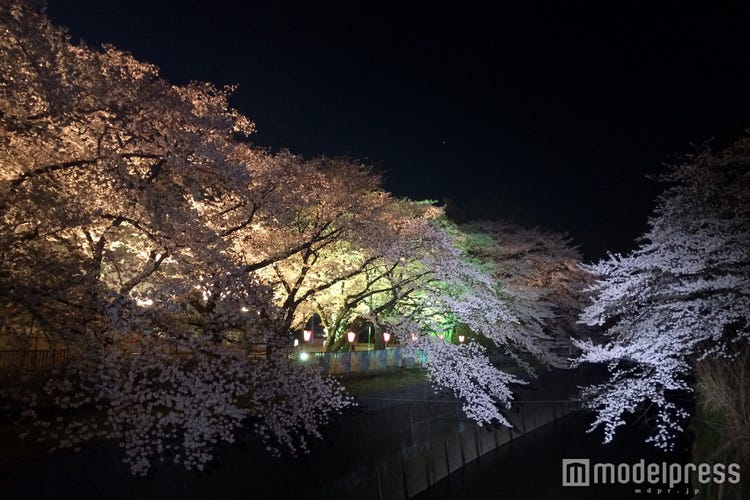 画像7 10 としまえん桜まつり 桜500本の下でお花見 イルミ鑑賞 夜桜デートもできる モデルプレス