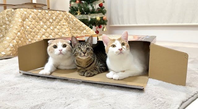 【もちまる日記】クリスマスプレゼントは猫用こたつ！こたつを見た猫たちはまさかの・・・