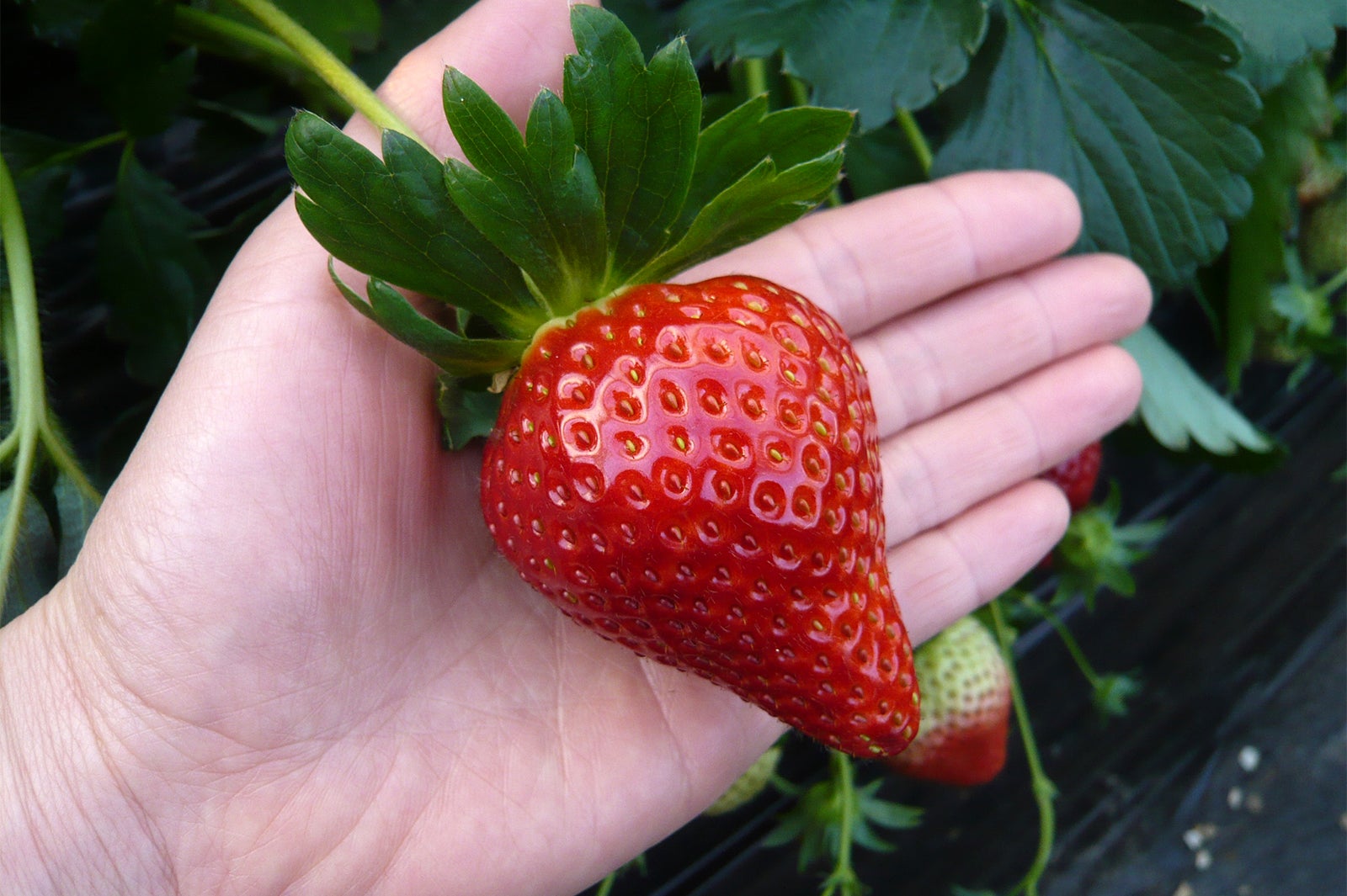 チーバベリー／画像提供：横浜赤レンガ倉庫