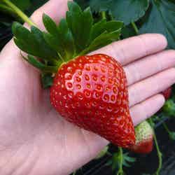 チーバベリー/画像提供:横浜赤レンガ倉庫