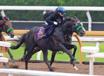 【神戸新聞杯】ロブチェン 手応え十分 松山「落ち着きがあっていい形」 初の阪神も問題なし