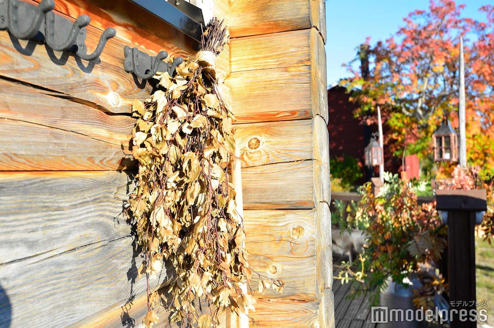 白樺の小枝（C）モデルプレス