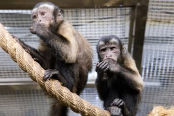 ぬいぐるみが親代わり 大人気のサル・パンチの引きずられ動画が拡散 園側「かわいそう…ではなく頑張りを応援して」