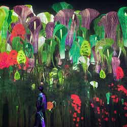 増殖する無量の生命/画像提供:チームラボ