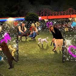 イルミネーション/提供画像