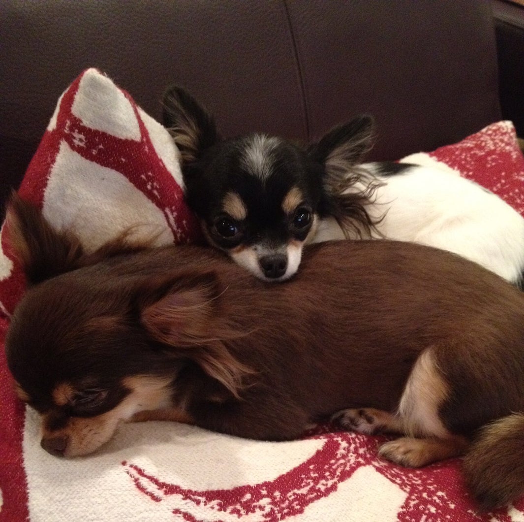 大政絢が1番愛情を注いでいる愛犬たち（画像提供：所属事務所）