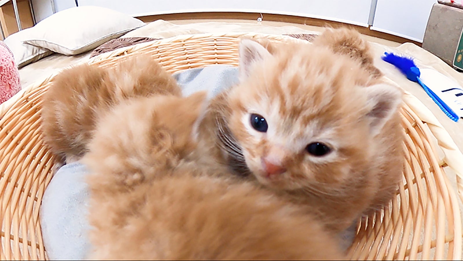 生後1か月の子猫（C）日本テレビ