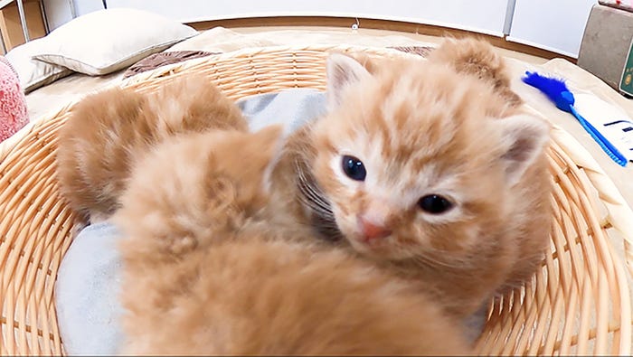 生後1か月の子猫(C)日本テレビ