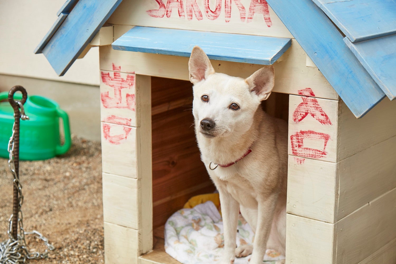 サクラ（C）西加奈子／小学館（C）2020「さくら」製作委員会