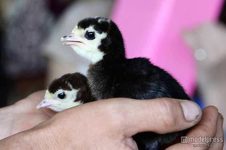 七面鳥のひなにご対面