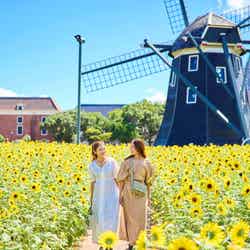 ヒマワリセレブレーション/提供画像