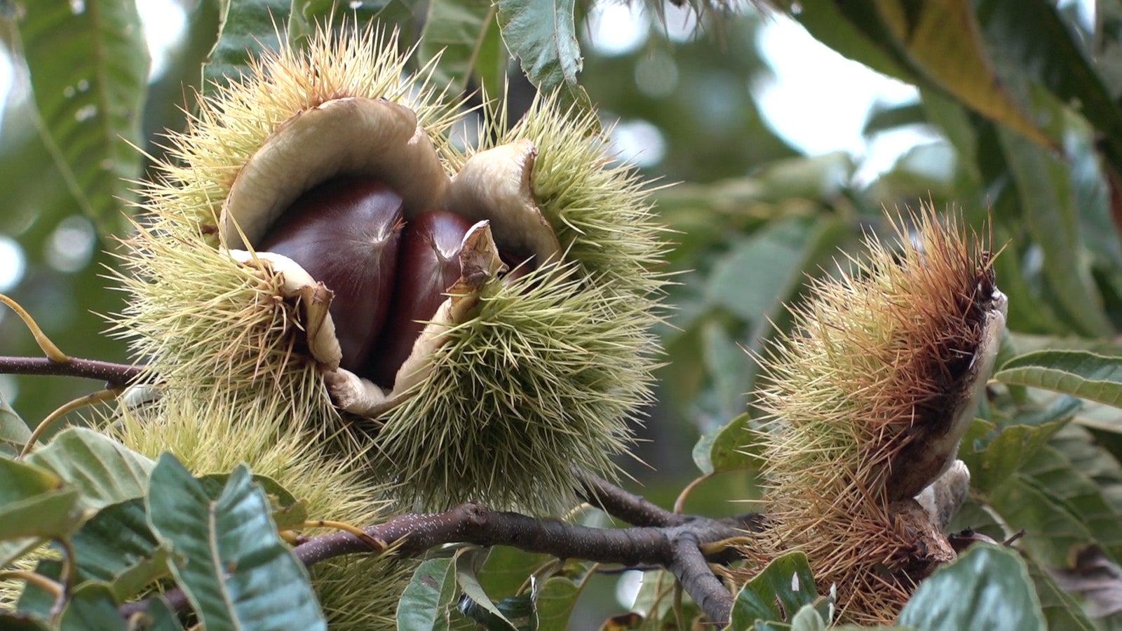 27歳で3代目に “日本一大きい栗”をスタジオ絶賛