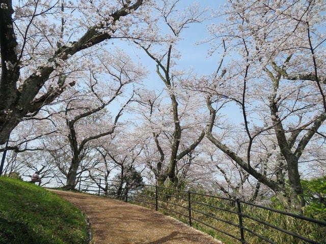 【絶景】地元の人しか知らない？奈良「桜の穴場スポット」