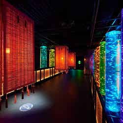 夏のアートアクアリウム~金魚で夏を感じる、涼~/画像提供:アートアクアリウム製作委員会