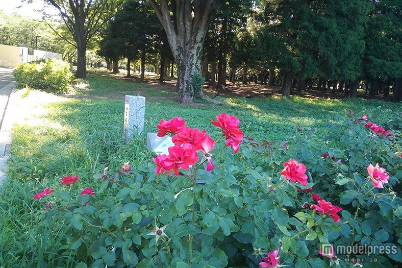 加工前は背景まで色も光の陰影までくっきり（honor6 Plusで撮影）