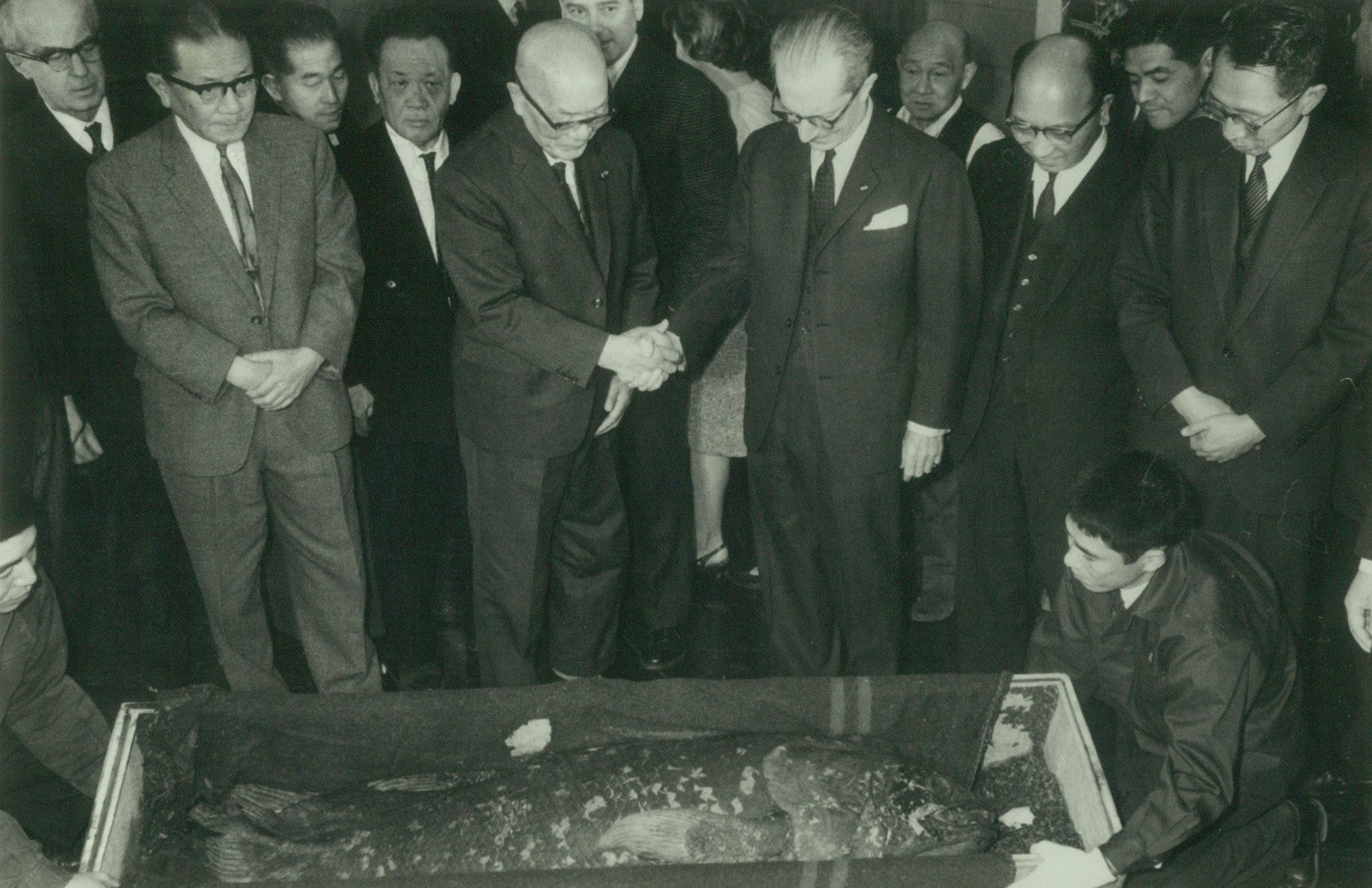 フランス政府から寄贈されたシーラカンス／提供素材