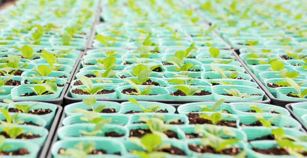 兵庫県の育苗農家「文化農場」の野菜苗の即売（提供写真）