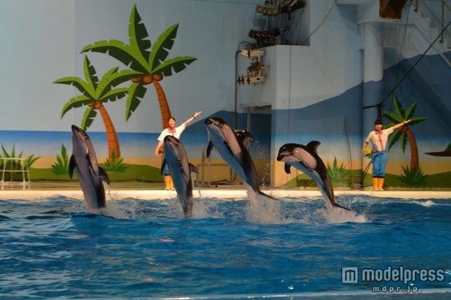 「海の動物たちのショー～DJペンギンのサマーナイトフェス2015～」／画像提供：横浜八景島