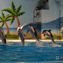 「海の動物たちのショー~DJペンギンのサマーナイトフェス2015~」/画像提供:横浜八景島