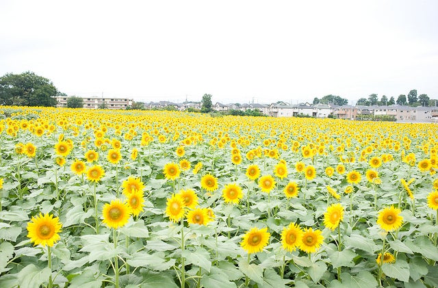 清瀬ひまわりフェスティバル／Kiyose Sunflower Festival 2013 by mayor_of_clutch0625