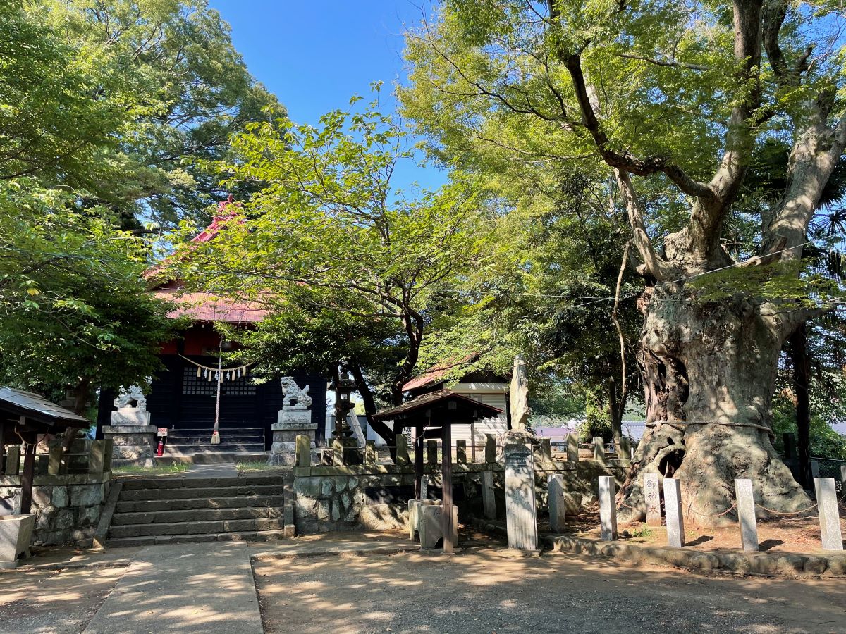 素戔嗚尊の伝説が残る蓑笠神社の社殿と御神木の大ケヤキ