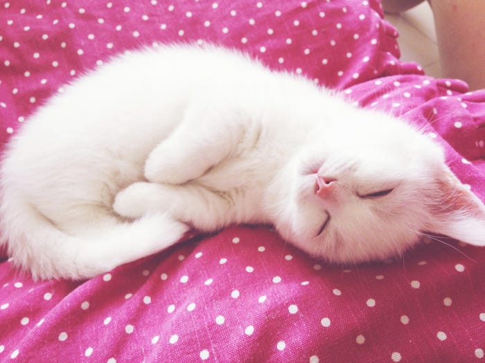 鈴木えみの愛猫「ダニョ」(画像提供:所属事務所)