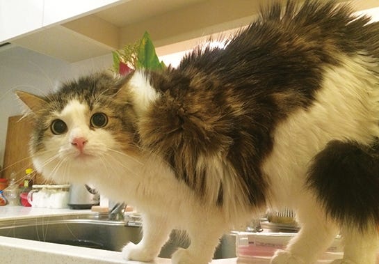 COCO美さん(画像提供:KADOKAWA)