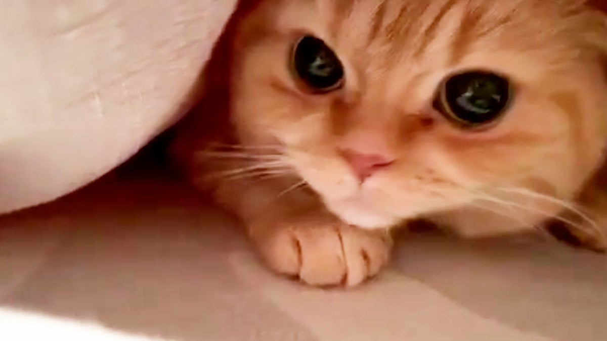 「笑える！泣ける！動物スクープ100連発」より（C）TBS