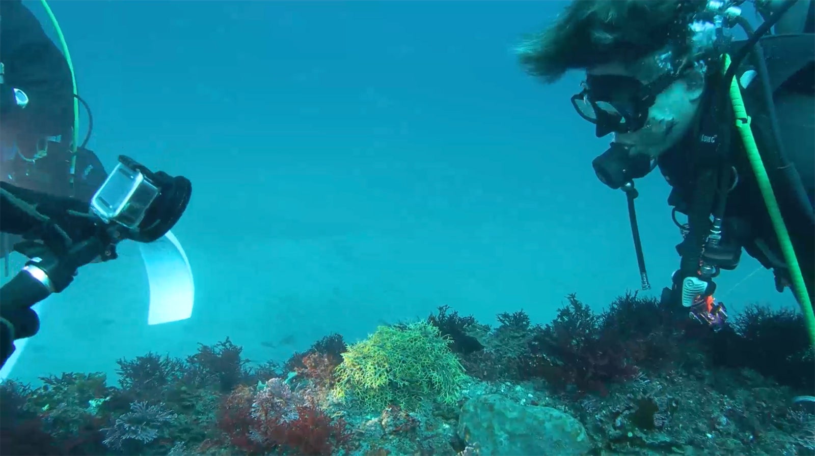 「ザ！鉄腕！DASH！！」（C）日本テレビ