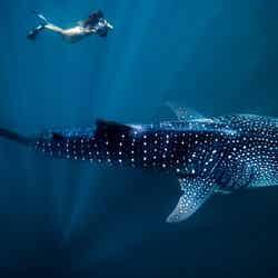 ジンベイザメとの遊泳／画像提供：西オーストラリア州政府観光局