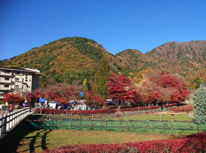 遠くから見た河口湖もみじ回廊の紅葉・黄葉(2017年11月12日撮影)