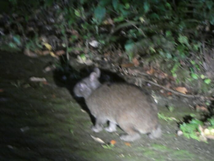 ネイチャーツアー参加中に現れたアマミノクロウサギ。この日はツアー参加中に3羽を見ることができました（2021年10月撮影）