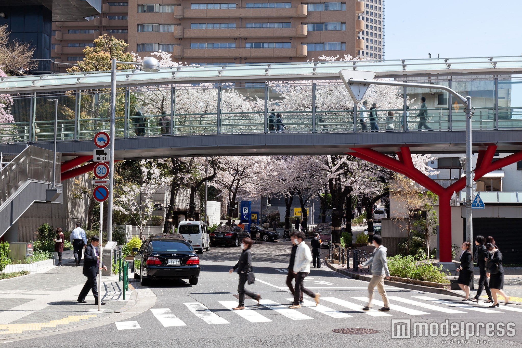 桜のトンネルの上からの花見／画像提供：森ビル