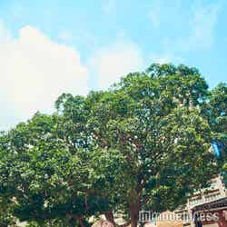 実がたくさんなる年は、昇進する人が増えると同時に、やっかいな事件が起こるという風説があったマンゴーの大木。今では仕事運UPのパワースポットに(C)モデルプレス