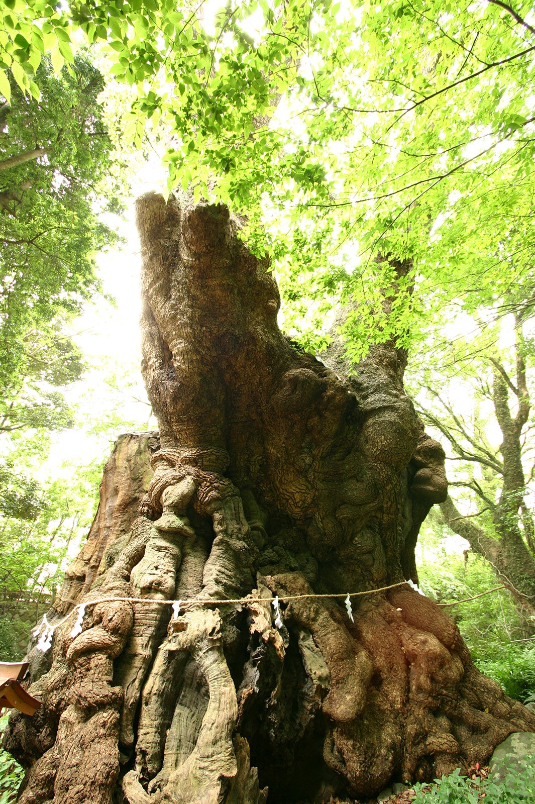來宮神社／提供写真