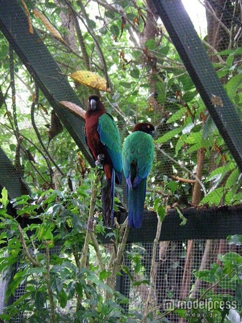 クラ・エコ・パークのカラフルなオウム／photo by sarah spackman