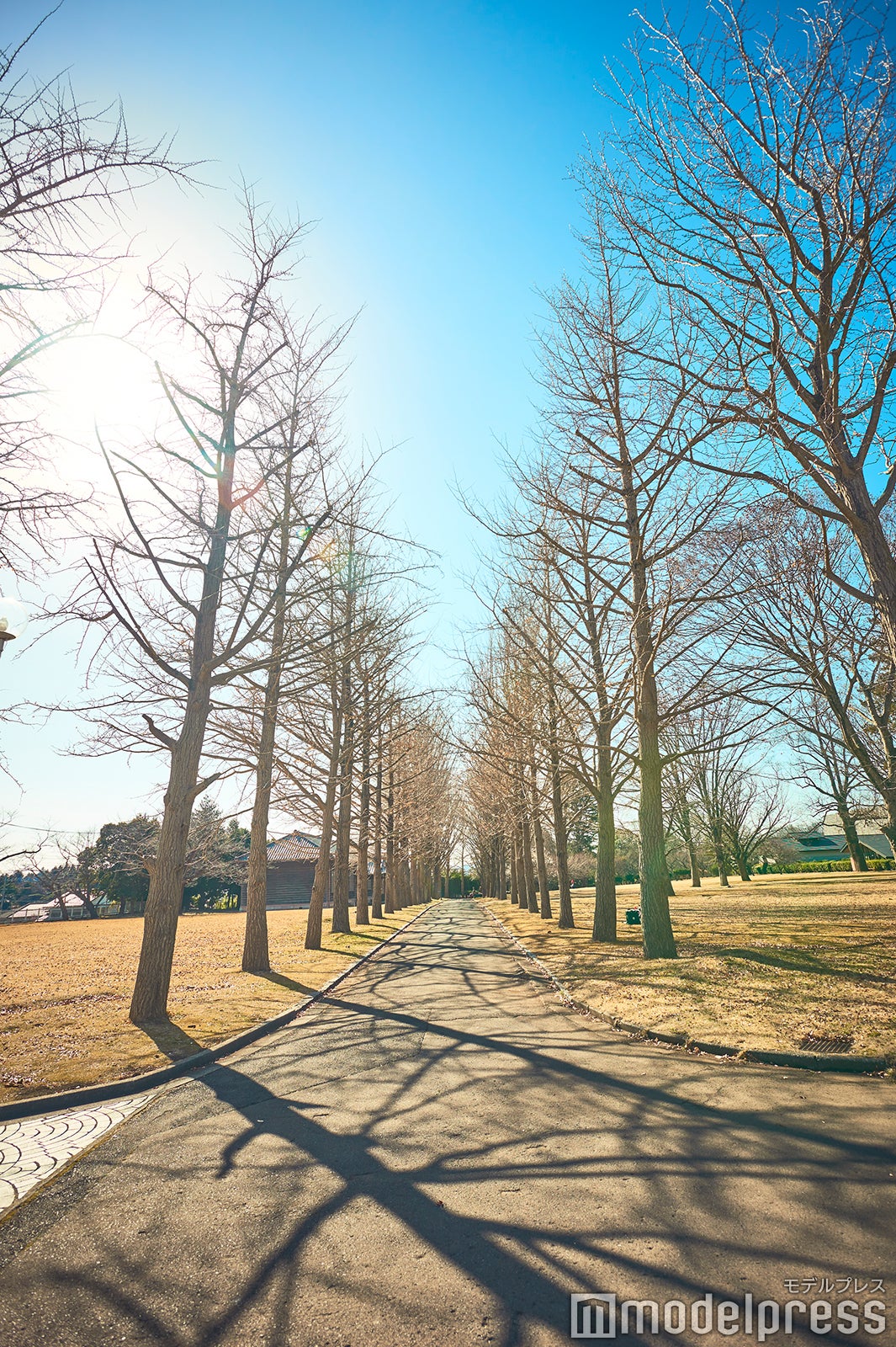 イチョウ並木（C）モデルプレス