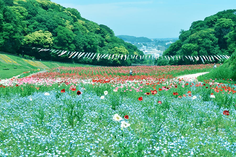 くりはま花の国ポピーまつり