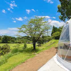 ほけだけグランピング~和泉の毬花~/提供画像