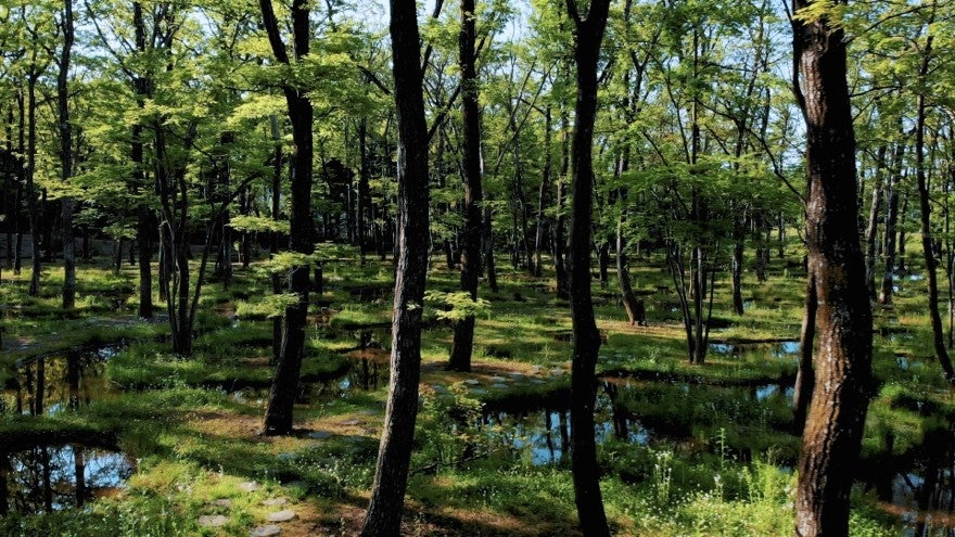 那須 無垢の音／提供画像