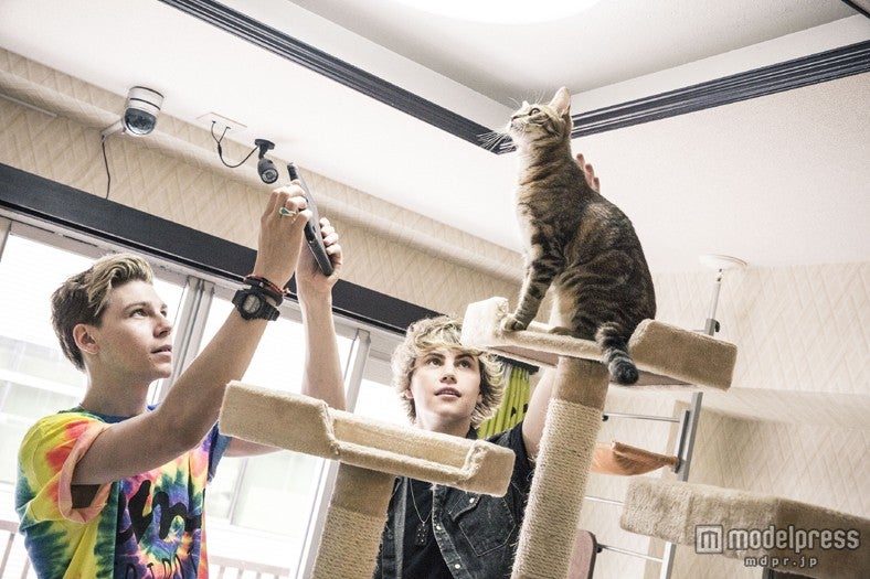 猫カフェを満喫中