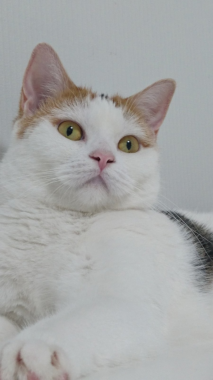 みーこ（C）此元和津也（秋田書店）／「セトウツミ」製作委員会