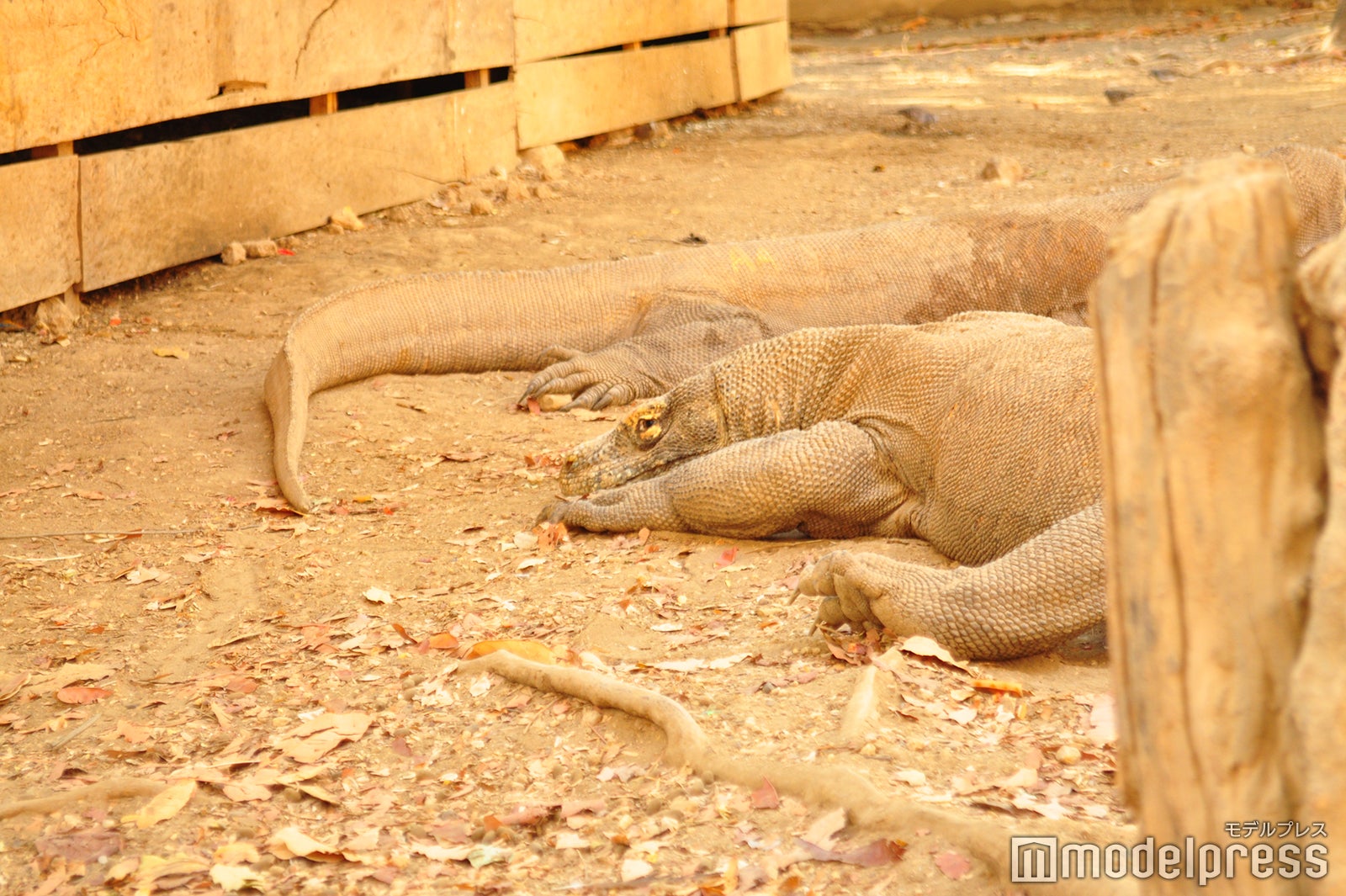 地面でくつろぐ姿からは想像できませんが、実は時速20kmで走れるのだとか（C）モデルプレス