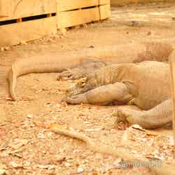 地面でくつろぐ姿からは想像できませんが、実は時速20kmで走れるのだとか(C)モデルプレス