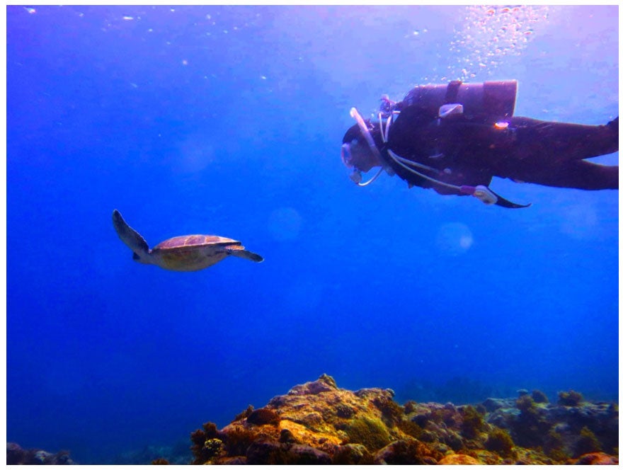 ウミガメと泳ぐ平祐奈／平祐奈オフィシャルブログ（Ameba）より