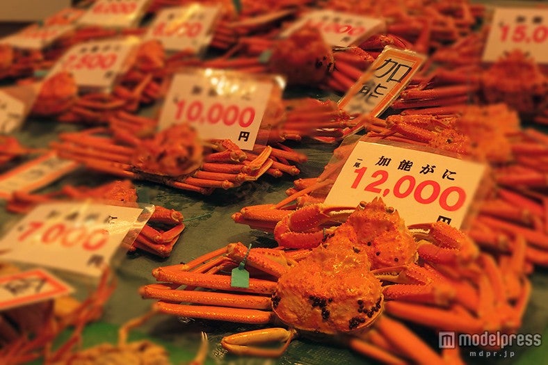 石川県で水揚げされるズワイガニを地元では加能ガニと呼ぶ