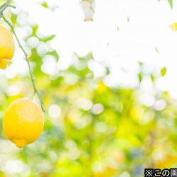 西郷輝彦『鶴瓶の家族に乾杯』22年ぶりに出演!レモンの木の下でビールを飲みたいと愛媛へ